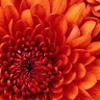 miawilliams717